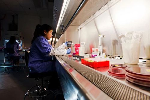 Sequenziatore per DNA - AccuGENX-ID® - Charles River Laboratories - da laboratorio / di analisi di dati