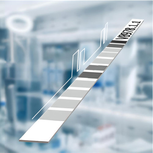 Kit di test per malattie autoimmuni - ANA 12 LINE - MEDIPAN GmbH - d'IgG / di siero / tramite immunoanalisi LIA