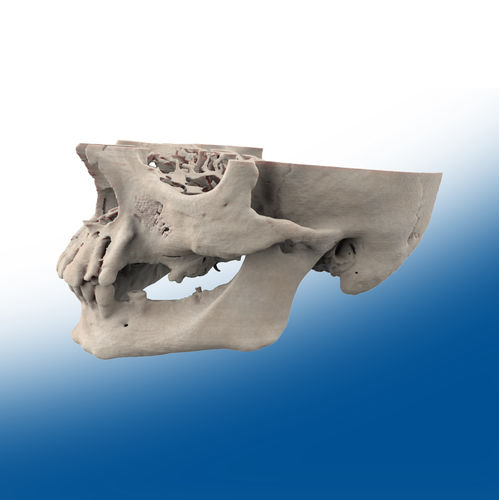 Modello anatomico di mandibola - Ortho Baltic - per chirurgia / didattico