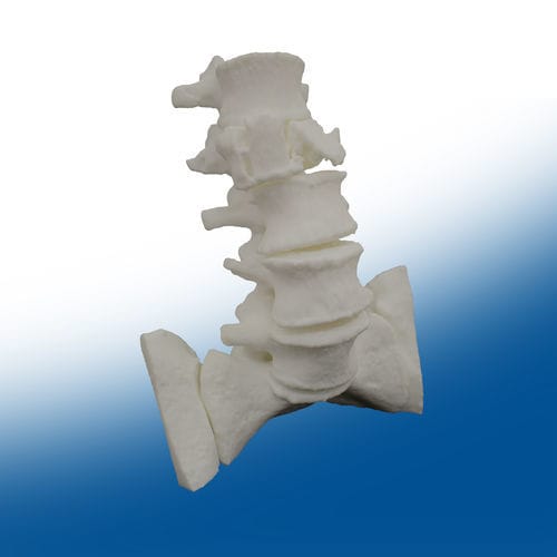 Modello anatomico di rachide - Ortho Baltic - per chirurgia / didattico