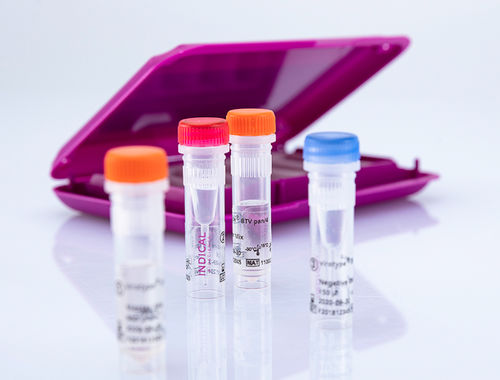 Kit di test veterinario - virotype BTV pan/4 RT-PCR Kit - INDICAL BIOSCIENCE GmbH - per bovini / per ovini / per caprini