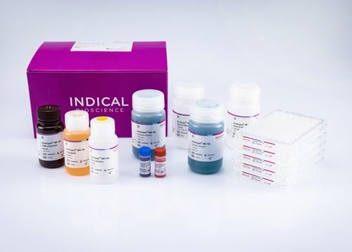 Kit di test veterinario - flocktype IBV Ab - INDICAL BIOSCIENCE GmbH - per pollame / per anticorpi / TMB