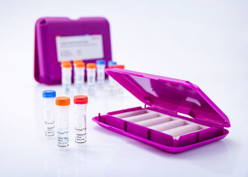 Kit di test veterinario - virotype BVDV 2.0 RT-PCR Kit - INDICAL BIOSCIENCE GmbH - per diarrea virale bovina / per animali / virale