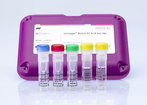 Kit di test veterinario - virotype BVDV RT-PCR Kit - INDICAL BIOSCIENCE GmbH - per diarrea virale bovina / per bovini / di sangue