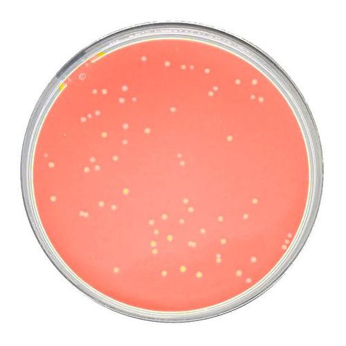 Mezzo reattivo - Peroxymed - per istologia / batteriologico