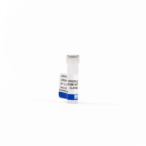 Reagente anticorpo - 0869100-CF - MP Biomedicals - anticorpo monoclonale / per western blot / per immunoistochimica