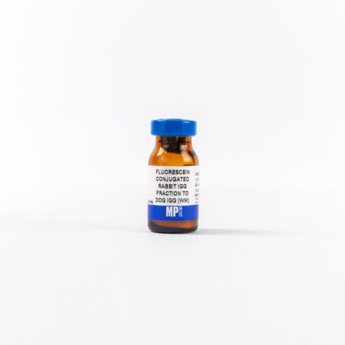 Reagente di proteine - 0855326 - MP Biomedicals - anticorpo / da ricerca / per immunoistochimica