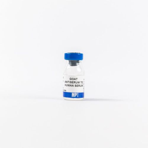 Reagente anticorpo policlonale - 0855136 - MP Biomedicals - antisiero / da ricerca / per tessuti