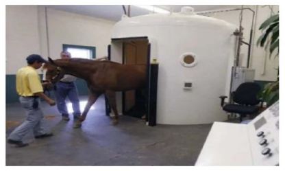 Cabina iperbarica veterinaria per cavalli - NHC Medical & Beauty