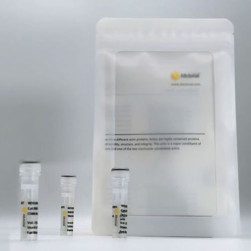 Reagente anticorpo - RM17575 - ABclonal Technology - diagnostico / per ELISA / per sintesi di RNA