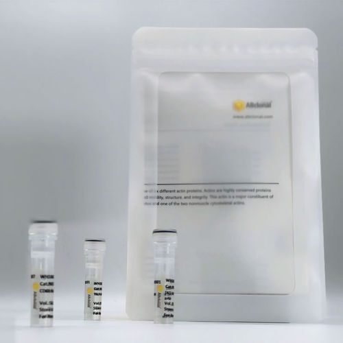 Kit di reagenti anticorpo - RM17576 - ABclonal Technology - diagnostico / per sintesi di RNA / di proteine