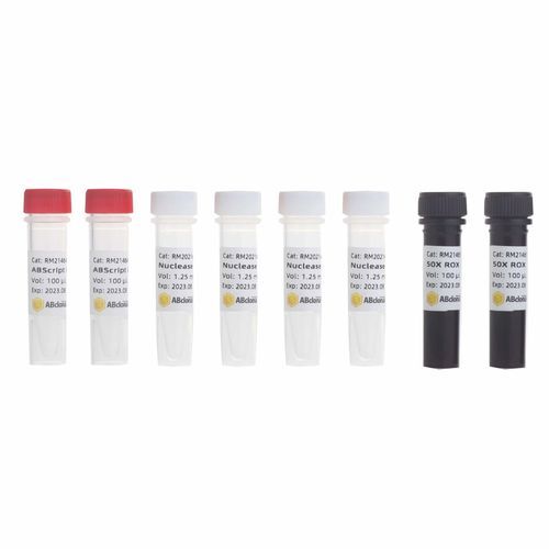 Kit di reagenti Taq polimerasi - RK20407 - ABclonal Technology - soluzione tampone / colorante / per Rt-qPCR
