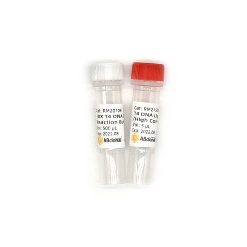 Reagente soluzione tampone - RK21500 - ABclonal Technology - DNA ligasi / microbiologico / di fosfato