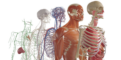 Software di progettazione - BodyMap - Medical Augmented Intelligence (MAI) - di simulazione / di ispezione / di cartografia