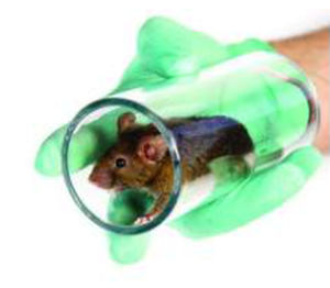 Dispositivo di arricchimento ambientale per animali - 3084104 - Zoonlab GmbH