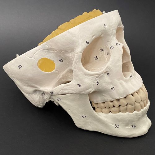 Modello anatomico di arteria cerebrale - Schiner3DRepro - di arteria / di cervello / neurochirurgico