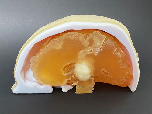 Modello anatomico di cranio - Schiner3DRepro - di cervello / neurochirurgico / didattico