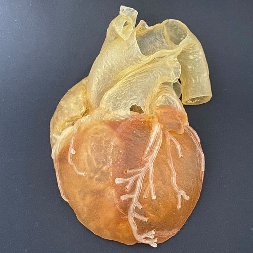 Modello anatomico di arterie coronarie - Schiner3DRepro - didattico / per cateterismo cardiovascolare / semitrasparente