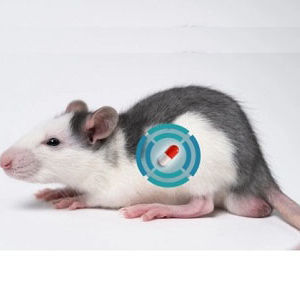 Impianto telemetrico per sperimentazione animale - Shanghai TOW Intelligent Technology - per ricerca preclinica / per animali di piccola taglia / per animali di grossa taglia