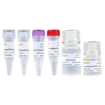 Kit di reagenti per sintesi di ADN complementare - 11148ES series - Yeasen Biotechnology (Shanghai) Co., Ltd - enzima / transcrittasi inversa / soluzione tampone