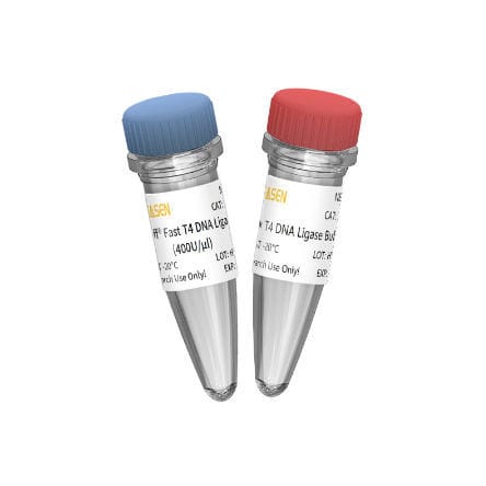 Reagente DNA ligasi - 10299ES series - Yeasen Biotechnology (Shanghai) Co., Ltd - enzima / acidi nucleici / da ricerca