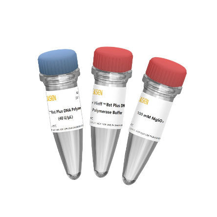 Reagente Bst DNA polimerasi - Hieff™ - Yeasen Biotechnology (Shanghai) Co., Ltd - in soluzione / enzima / per biologia molecolare