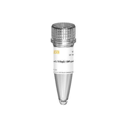 Reagente enzima - 10664ES series - Yeasen Biotechnology (Shanghai) Co., Ltd - per trascrizione in vitro / liquido / di proteine