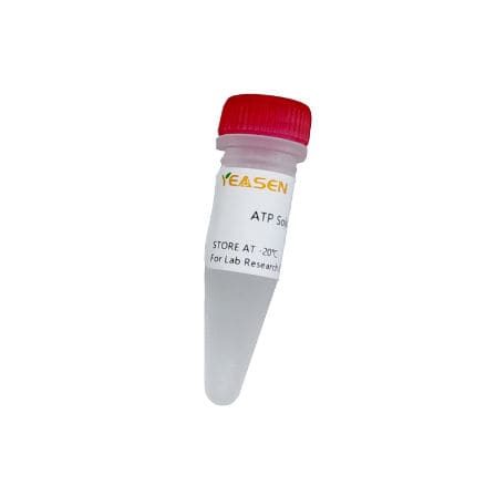 Reagente di ATP - 10129ES series - Yeasen Biotechnology (Shanghai) Co., Ltd - in soluzione / per trascrizione in vitro / per sintesi di RNA