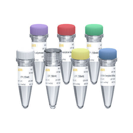 Kit di reagenti per sintesi di RNA - 10623ES series - Yeasen Biotechnology (Shanghai) Co., Ltd - soluzione di dNTP / soluzione tampone / liquido