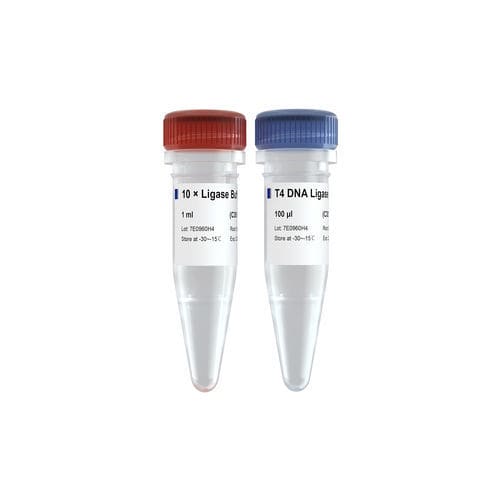 Reagente DNA ligasi - C301 - Vazyme - per PCR / di controllo qualità / di fosfato