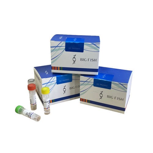 Kit di test per malattie infettive - Hangzhou Bigfish Bio-tech Co., Ltd. - per suini / in tempo reale / per PCR