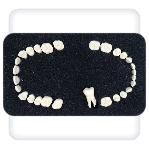 Modello anatomico di mandibola - Leonardo - SATC solution - di denti / odontoiatrico / per cure odontoiatriche