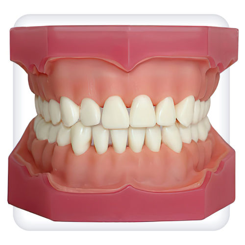 Modello anatomico di mandibola - CM0004 - SATC solution - di dentatura / odontoiatrico / didattico