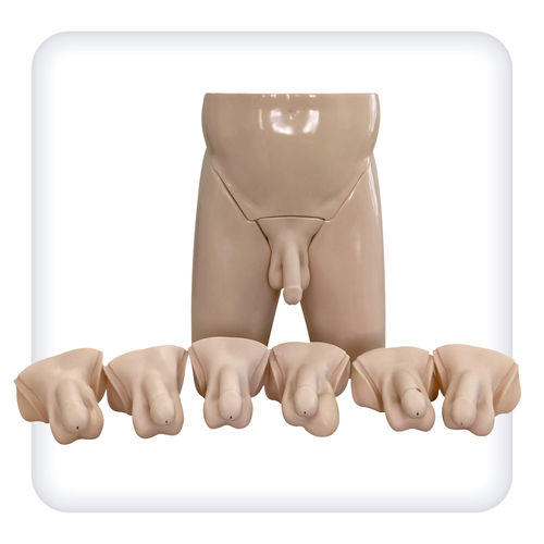 Simulatore di palpazione testicolare - M1098 - SATC solution - per cure urologiche / di anatomia / maschile