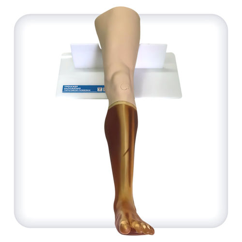 Modello anatomico osseo - M1130 - SATC solution - di scheletro / di piede / di articolazione