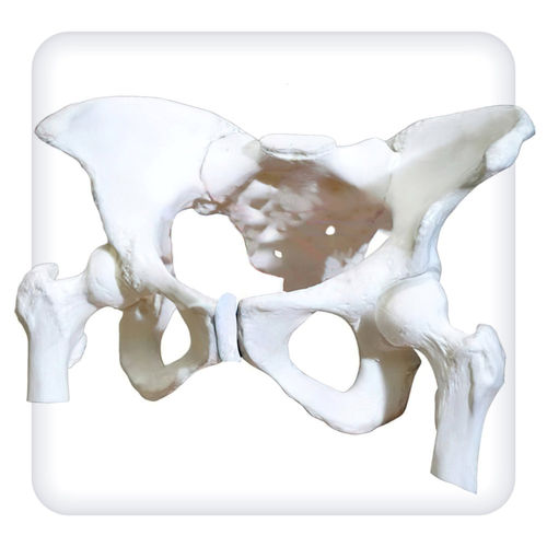 Modello anatomico di bacino - M1111 - SATC solution - di femore / ostetrico/ginecologico / di dimostrazione