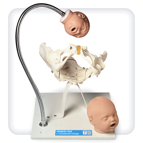 Modello anatomico di bacino - M1112 - SATC solution - di testa / ostetrico/ginecologico / di gravidanza