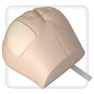 Modello anatomico di gluteo - M1006 - SATC solution - di gluteo / tronco / anale