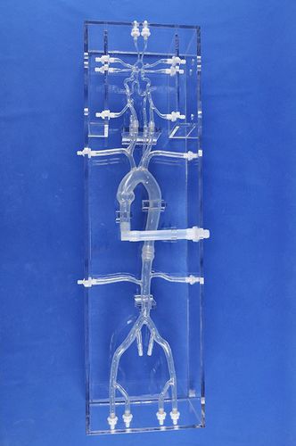 Modello vascolare di vasi sanguigni - SJK001D - Trando 3D Medical Technology - di arteria / di arteria femorale / cerebrale