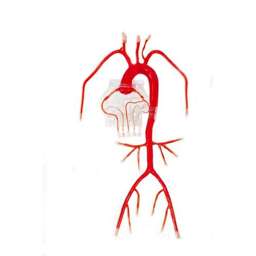 Modello vascolare corpo - XX-007D - Trando 3D Medical Technology - di arteria / di arterie coronarie / per cateterismo cardiovascolare