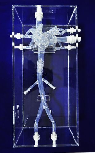 Modello anatomico di vena cava - XXK-002J - Trando 3D Medical Technology - didattico / trasparente