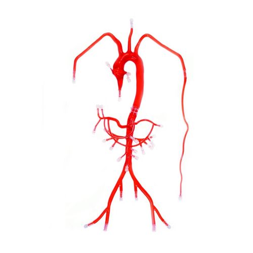 Modello anatomico di arteria - FB002D - Trando 3D Medical Technology - addominale / didattico / trasparente