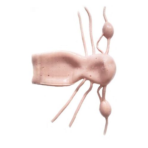 Modello anatomico cervicale - HSX009 - Trando 3D Medical Technology - addominale / corpo / di utero