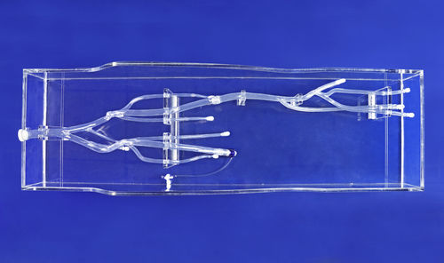 Modello anatomico di arteria - XZK003D - Trando 3D Medical Technology - di arteria femorale / di vena / arti inferiori