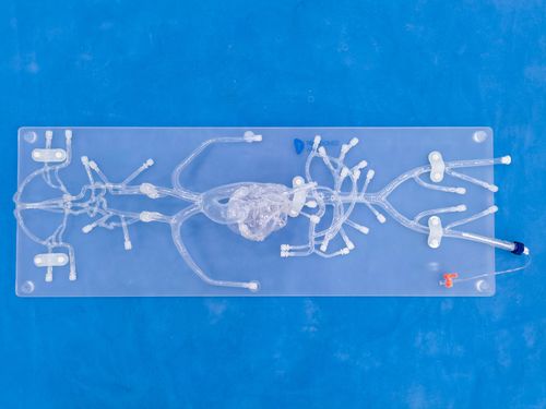 Modello vascolare per angiografia - QS002D - Trando 3D Medical Technology - di vasi sanguigni / di arteria / di arteria femorale