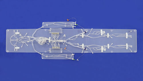 modello anatomico per neurologia - Trando 3D Medical Technology