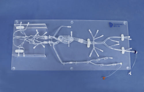 Modello anatomico intracranico - SJ001D-06 - Trando 3D Medical Technology - di arteria / di arteria femorale / didattico