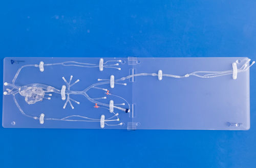 Modello anatomico di arterie coronarie - FA005D - Trando 3D Medical Technology - didattico / trasparente / flessibile