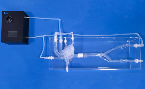 Modello vascolare di cuore - XXS019 - Trando 3D Medical Technology - di articolazione / di vasi sanguigni / di arteria