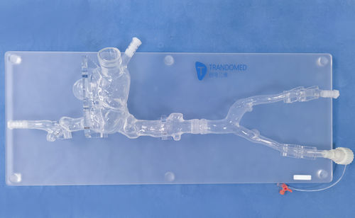 Modello vascolare cardiaco - XXK006J - Trando 3D Medical Technology - di vasi sanguigni / di vena cava / di vena
